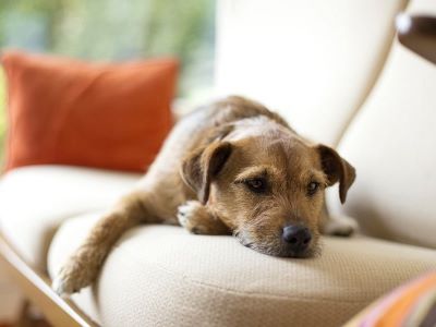 dog sitting on sofa dog sitting on sofa