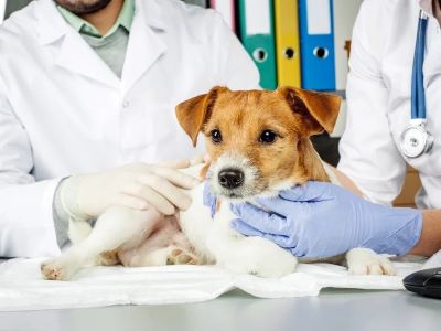What Is Colitis in Dogs What Is Colitis in Dogs