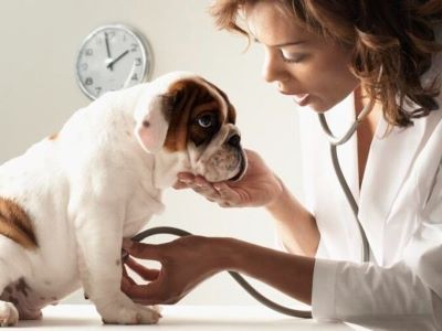 visiting vet visiting vet