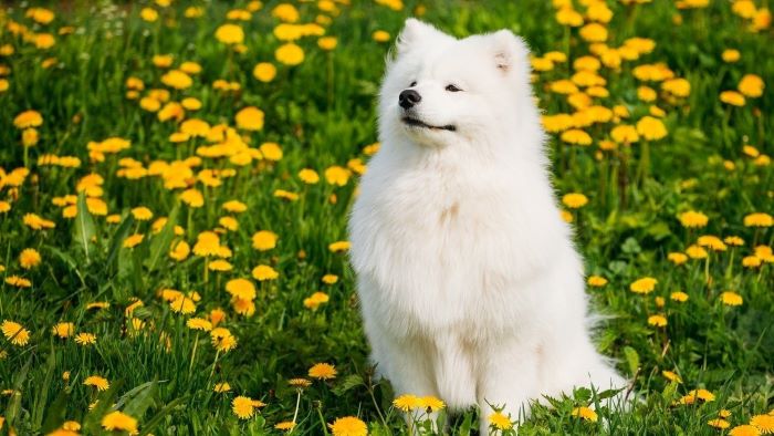What Is Pyometra in Dogs What Is Pyometra in Dogs