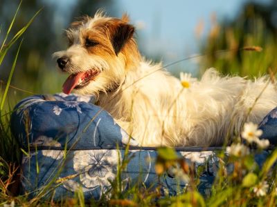 happy dog in the ground happy dog in the ground