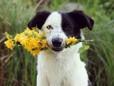dog playing with flowers