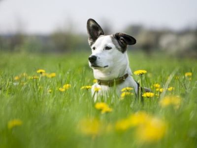 What Is Pyometra in Dogs What Is Pyometra in Dogs