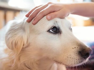 petting dog petting dog