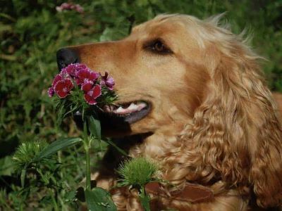 dog playing with flowers
