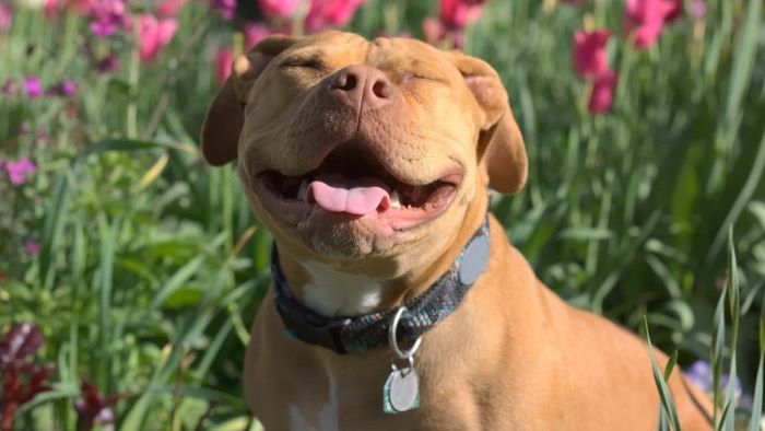 What Is Reverse Sneezing in Dogs What Is Reverse Sneezing in Dogs