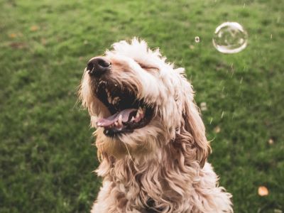 dog allergic to bubbles