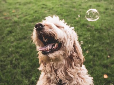 dog allergic to bubbles dog allergic to bubbles