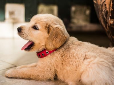 What Is Reverse Sneezing in Dogs What Is Reverse Sneezing in Dogs