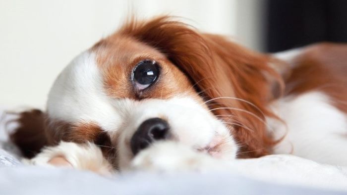 What Is a Heart Murmur in Dogs What Is a Heart Murmur in Dogs