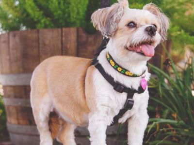 small dog breed enjoying in the park