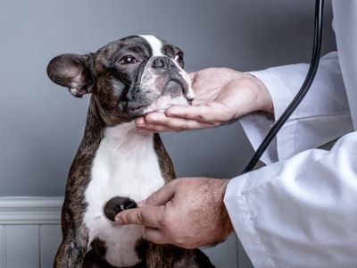 vet checking the dog for heart disease