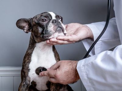 vet checking the dog for heart disease vet checking the dog for heart disease
