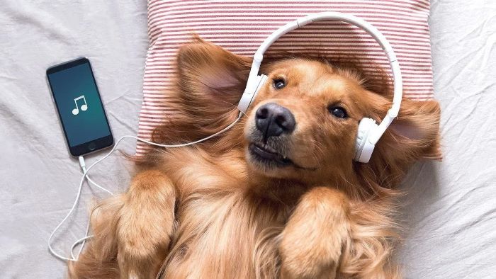 What Music Do Dogs Like What Music Do Dogs Like