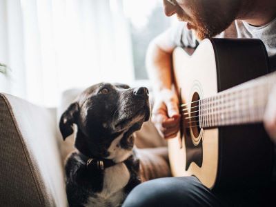 dog listening to guitar dog listening to guitar