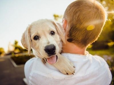 Why Are Dogs So Loyal Why Are Dogs So Loyal