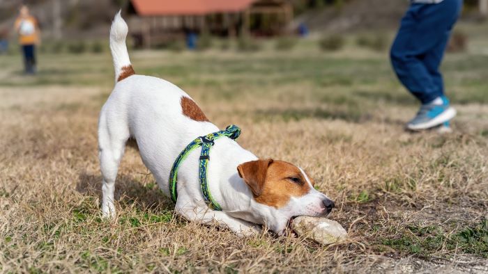 Picture of Why Do Dogs Eat Stones? Crunchy Curiosity - WeWantDogs