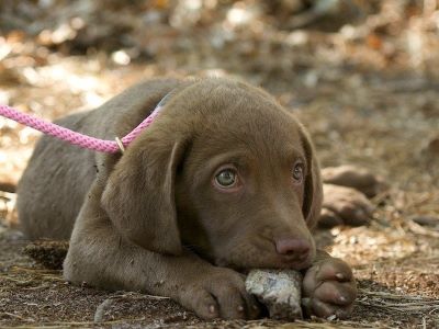 dog eating rocks on the ground dog eating rocks on the ground