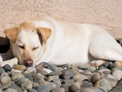dog eating stones dog eating stones