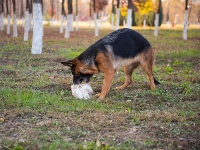 Dogs Eat Stones Dogs Eat Stones
