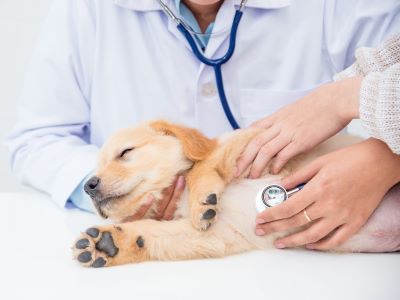 medical check up of dog medical check up of dog