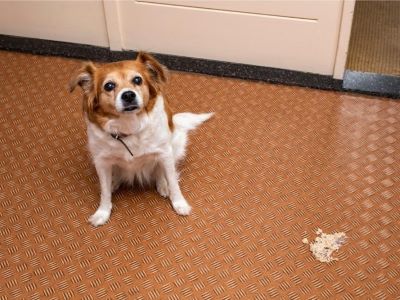 dog vomit dog vomit