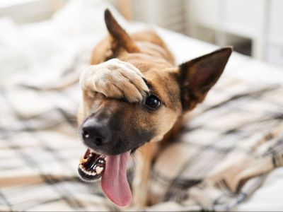 Dog Fart Odors Dog Fart Odors
