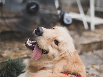 Bad Dog Farts Bad Dog Farts