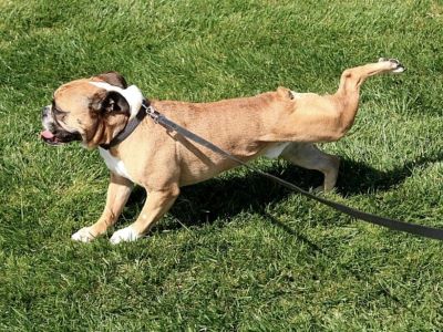 Dogs Kick After Pooping Dogs Kick After Pooping