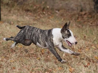 dog playing joyfully on the ground dog playing joyfully on the ground