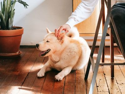 dog being stroked on head dog being stroked on head