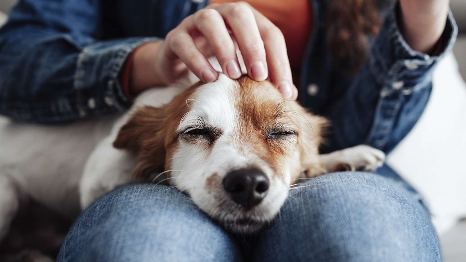 Why Do Dogs Like Being Stroked? Explaining The Behavior WeWantDogs