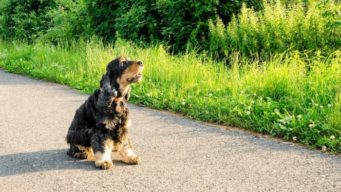 Why Do Dogs Scoot Why Do Dogs Scoot