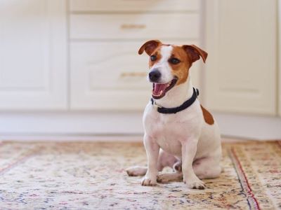 dog rubbing bottom on carpet 