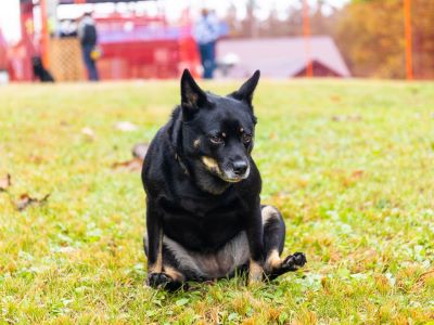 dog rubbing bottom on the grass