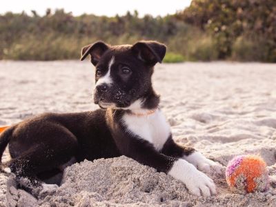 dog rubbing bottom in the sand on the beach