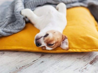 dog sleeping on the floor dog sleeping on the floor