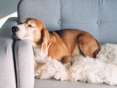 golden dog on the couch golden dog on the couch