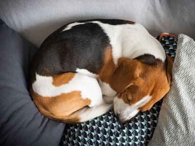 Why Do Dogs Twitch in Their Sleep Why Do Dogs Twitch in Their Sleep