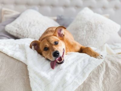 dog playing in the bed dog playing in the bed