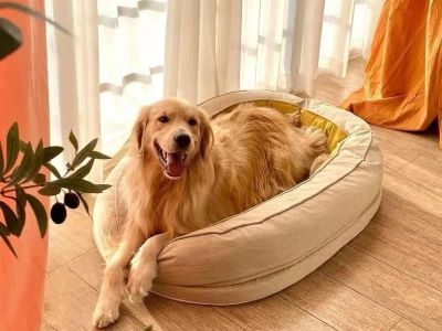 dog playing in the bed dog playing in the bed