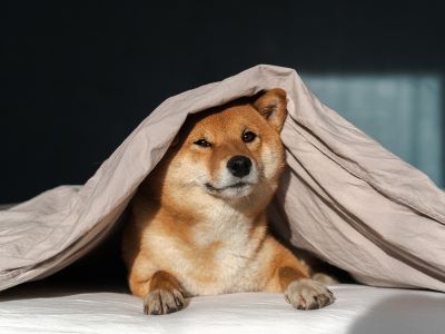 dog sleeping under blanket dog sleeping under blanket
