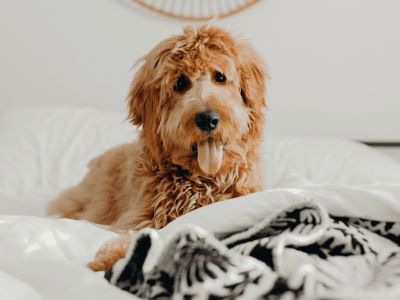 happy dog in the bed happy dog in the bed