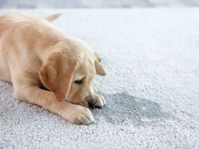 dog peed on carpet
