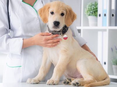 vet examining a dog vet examining a dog