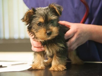 vet examining a brown dog vet examining a brown dog