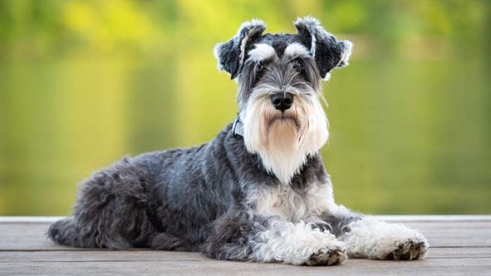 why Schnauzers are the worst dogs? why Schnauzers are the worst dogs?