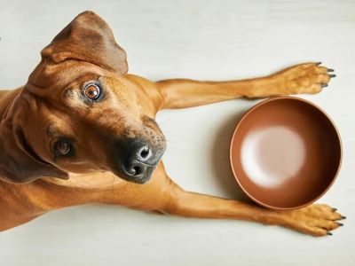 How To Prepare and Serve Cauliflower for Dogs? How To Prepare and Serve Cauliflower for Dogs?