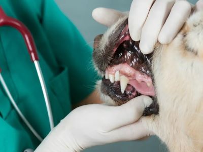 Potential Risks and Side Effects of Dentastix