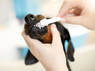 Dog brushing teeth Dog brushing teeth
